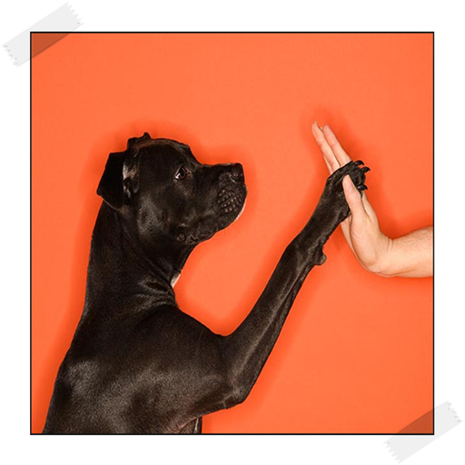 the online dog trainer