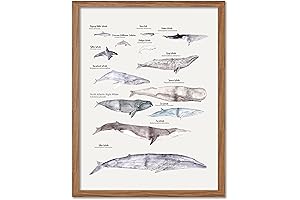 Oceanic Whales Education Art Print 8"x10"