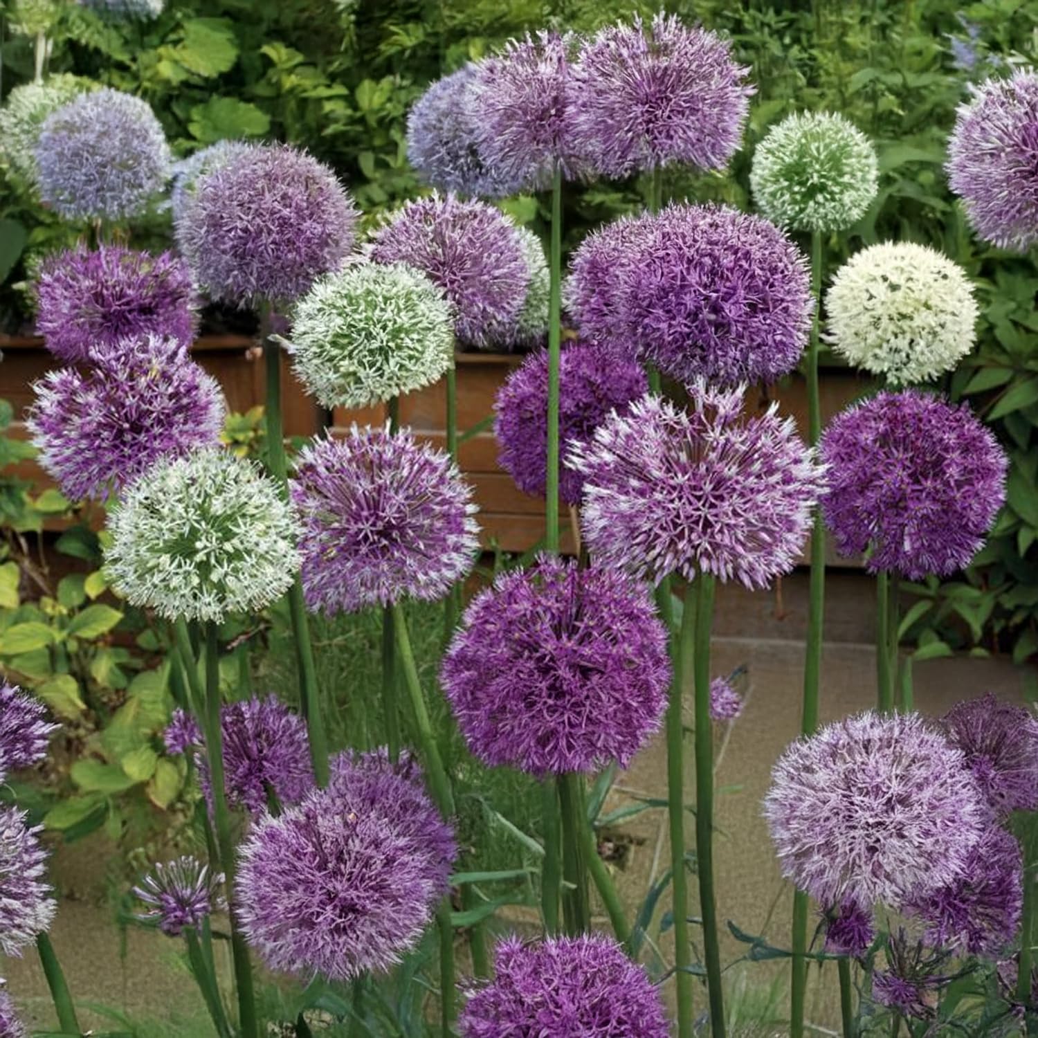 Bulbi da Fiore Autunnali Olandesi | Selezione di Bulbose a Fioritura Primaverile | Ottima Qualità e Fioritura Garantita (40 Bulbi di ALLIUM IN MISCUGLIO)