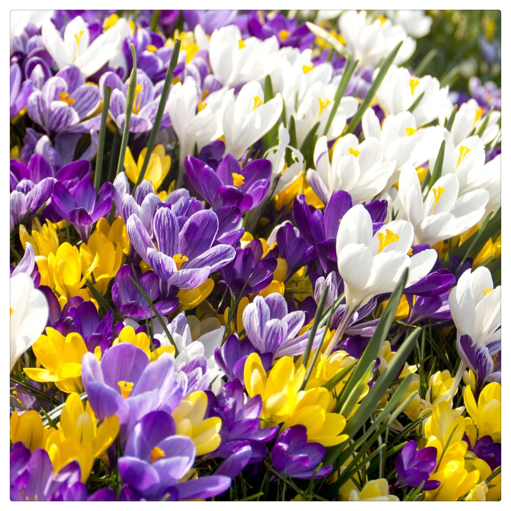 Ornament Crocus Bulbs Mix for Planting Now UK/Strong Plants That Grow Well/Natural Organic/Greening Flower/Good for Containers/Cut Flowers/Wedding Flowers.-5bulbs-D
