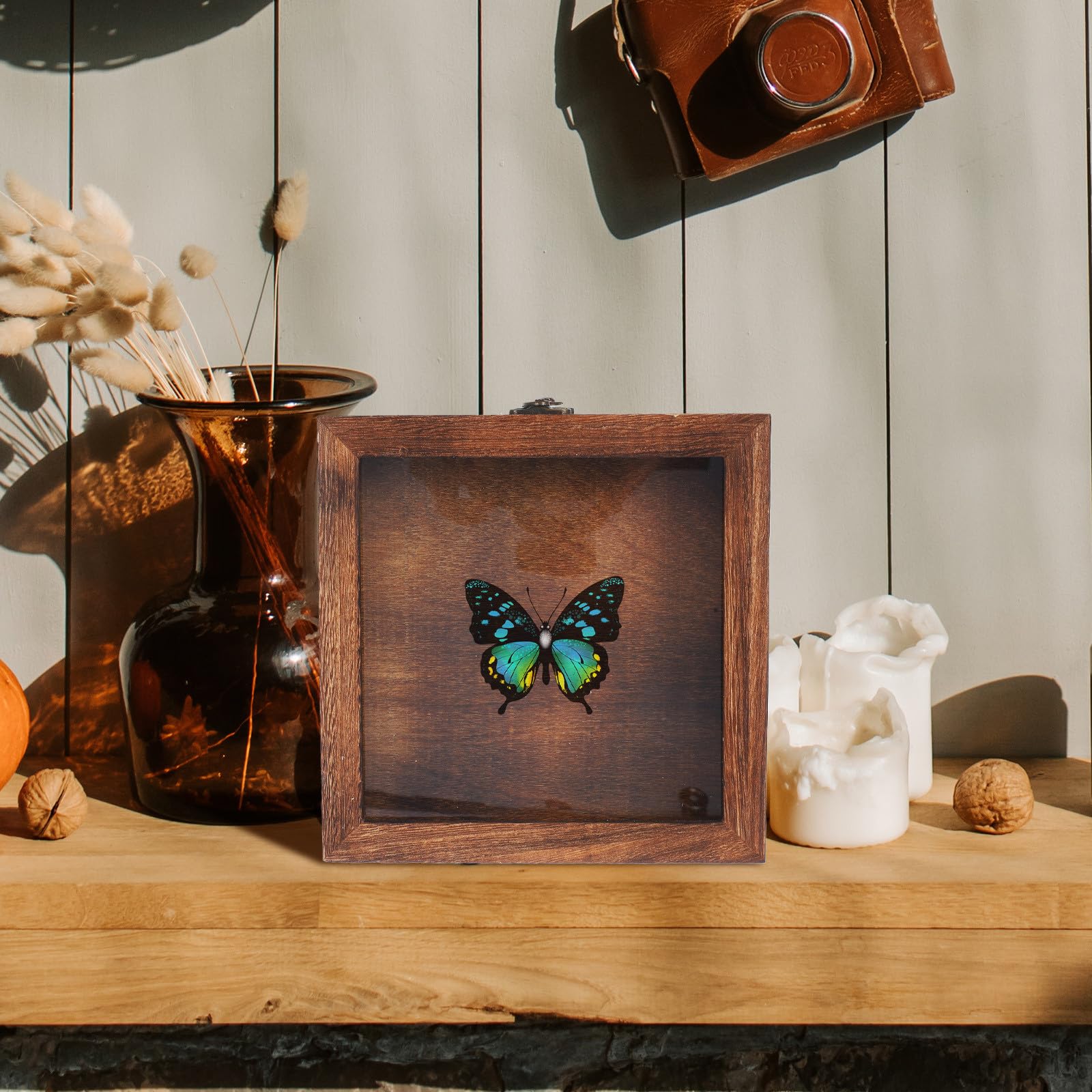 Insektenvitrine und Acryl im Retro Stil mit Großem Platz