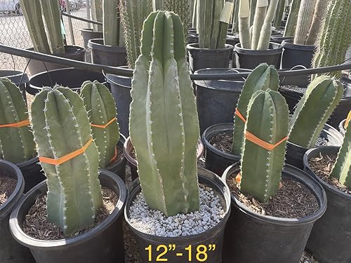 Miniatura 5 de Cactus Outlet - Senita Live Cactus, plantas de cactus vivas, plantas vivas para uso en interiores y exteriores, 12 a 18 pulgadas