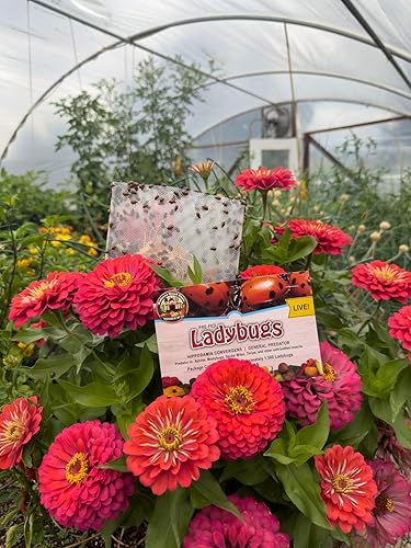 Miniatura 7 de NaturesGoodGuys 1500 Live Ladybugs - Good Bugs- Ladybugs - ¡Entrega en vivo garantizada!