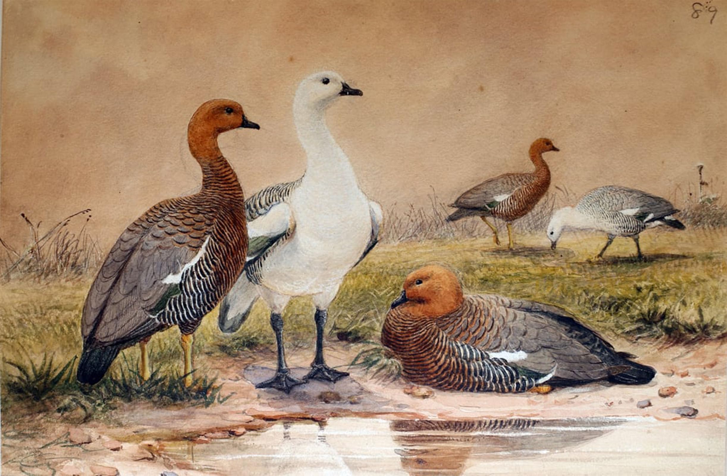 Artxlxxbn No Frame Famous Painting Art Wall Decor Abstract Art Picture Upland Goose By Wolf Animal Pictures For Home Decor 60X90cm