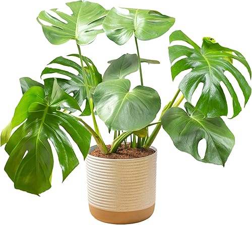 Miniatura 10 de Costa Farms Monstera - Planta de queso suizo, planta de interior viva, planta de interior de hojas divididas fácil de cultivar en maceta de