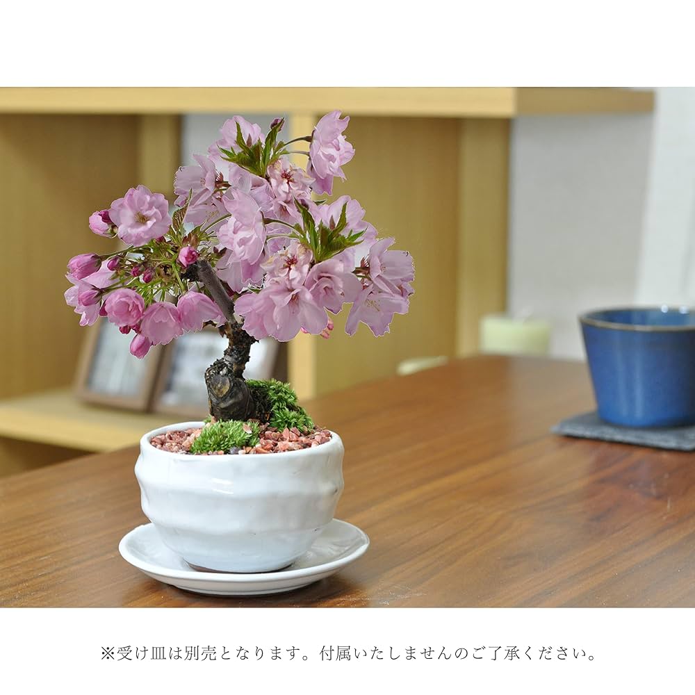 Apple - 花 LDH クリーナー 楽天市場】☆3個セット 23656 ZX-107 23887