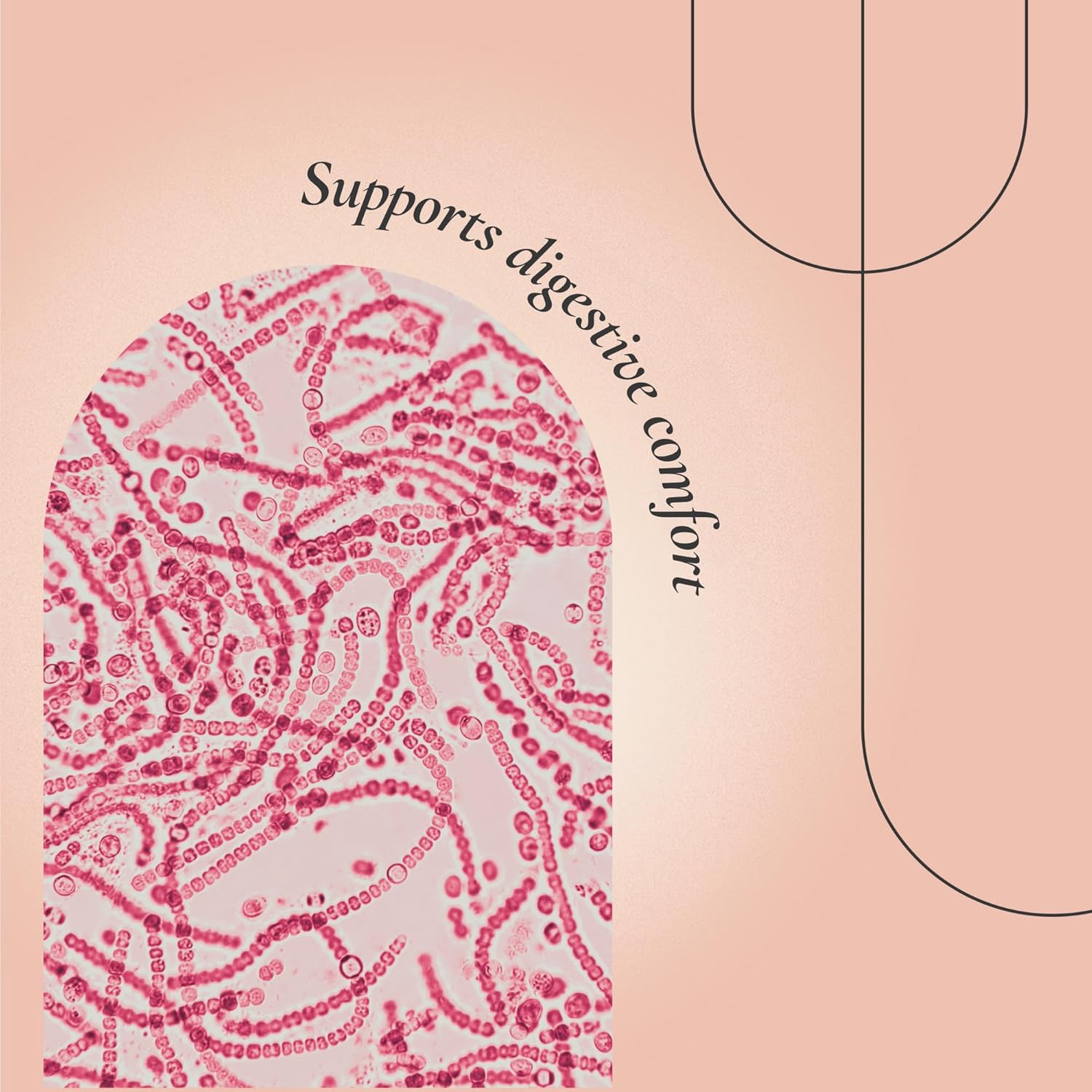 FloraNu | Gut Health Support for Women 40+ | Supports Digestive Comfort, Immune Health, & Nutrient Absorption | 60 Vegan Capsules for Midlife Wellness | Dietary Supplement for Daily Use - Image 3