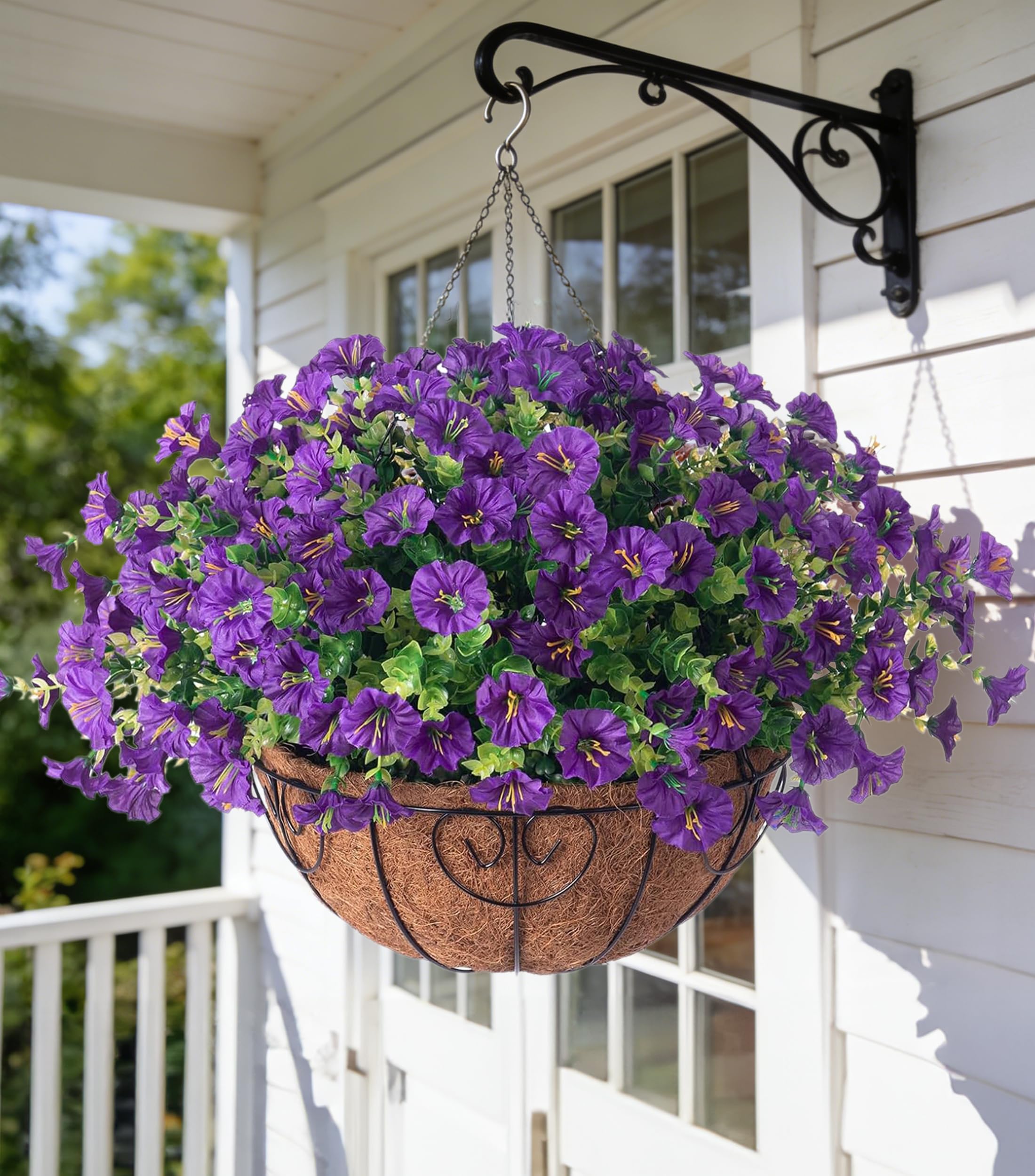 Ivydale Morning Glory Hanging Basket