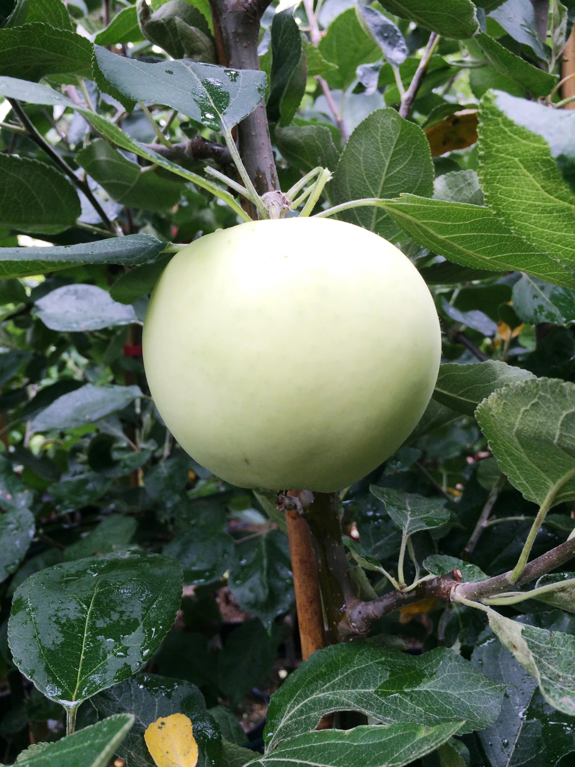 Apfel Belij Naliv, Sommerapfel, Zwergapfelbaum, Apfelbaum ca.180/200 cm, Белый Налив