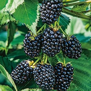 Dornenlose Brombeere 'Navaho® The Big Easy®' - große Früchte, robust, im 3 Liter Topf product image