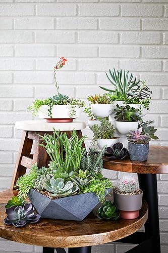 Miniatura 7 de The HC Companies Cuenco decorativo de plástico facetado para suculentas de 6 pulgadas, maceta decorativa de interior con agujero de drenaje,