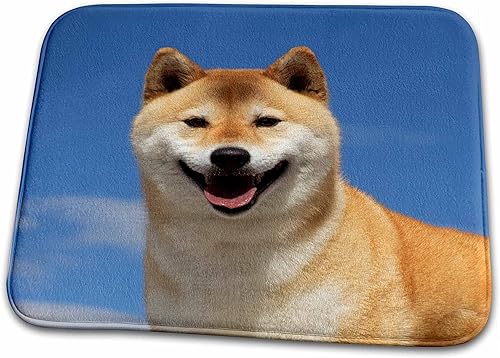 3dRose USA, California, Bishop. Close-up of pedigree Shiba Innu. - Dish Drying Mats (ddm-331086-1)