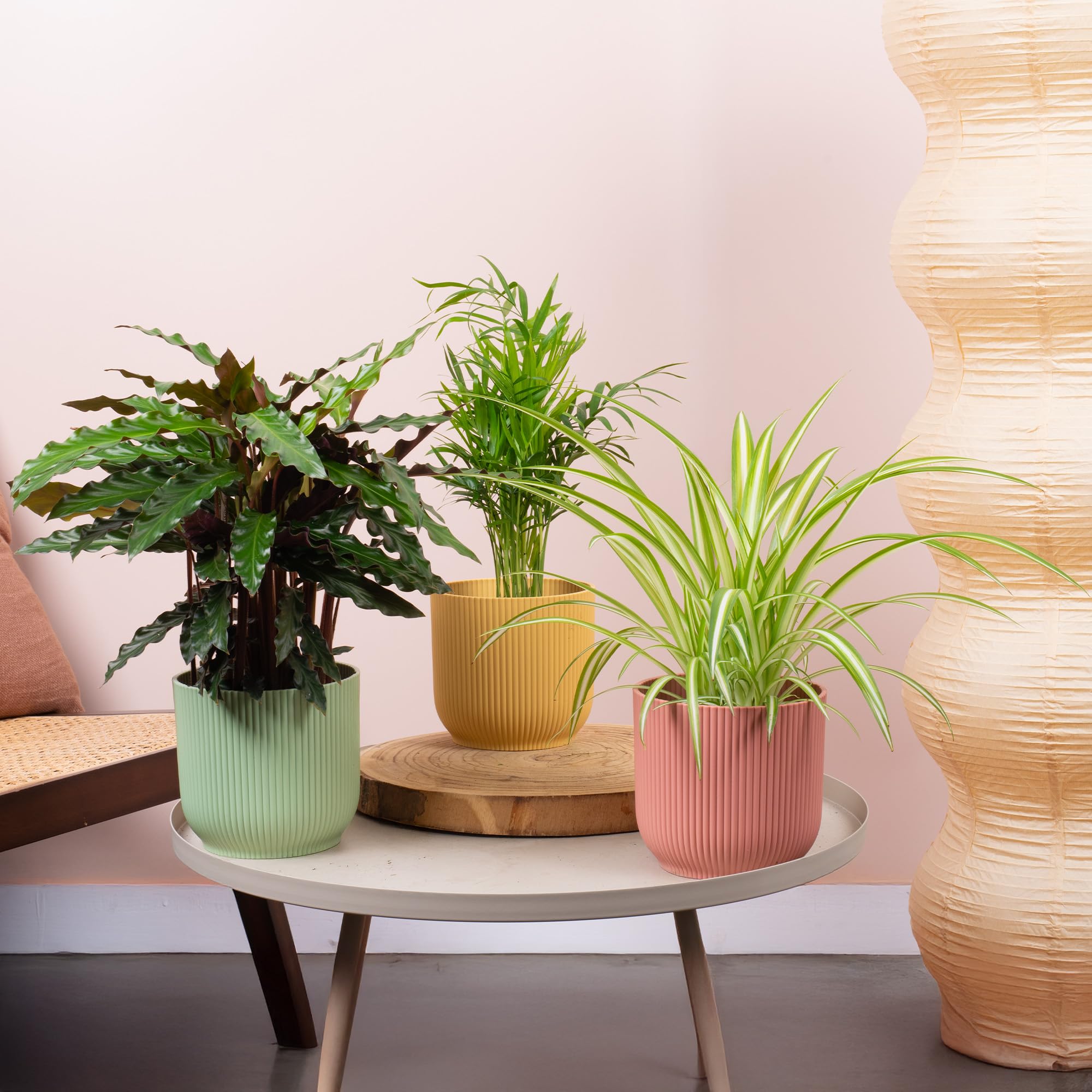 3 x Pet Friendly House Plant Bundle - Trio of Calathea Elgergrass, Chamaedorea Elegans, Chlorophytum Comosum Natural Houseplants - Indoor Real Plant Mix of Pet Safe Small and Large in 12cm Pots