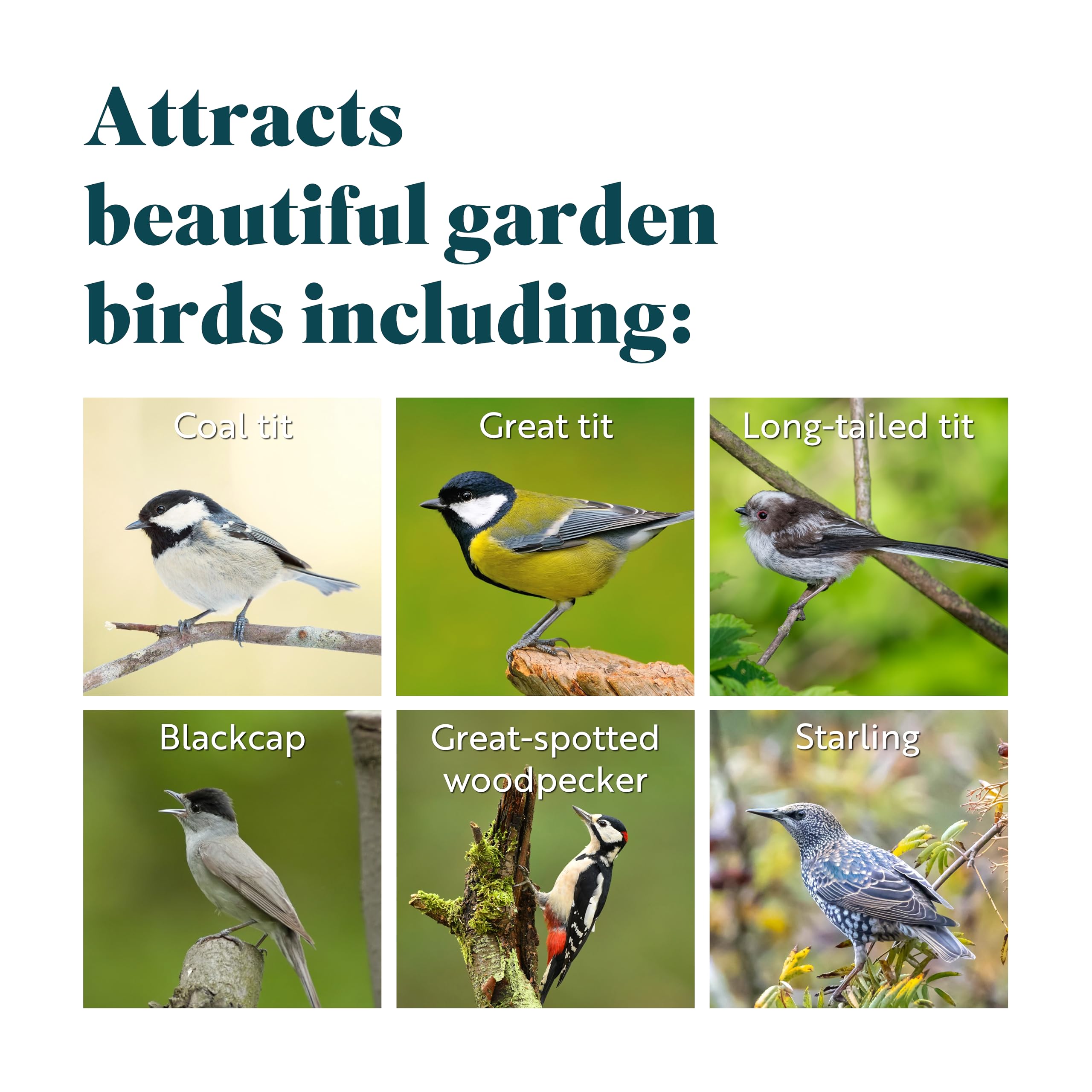 RSPB - Coconut Halves, Bird Food for Outside Birds, Wild Food with Suet, Dried Mealworms, Seeds, and Cereals, High Energy, Filled in the UK, Suitable for Year-Round Feeding (10 x 320g) — view 4