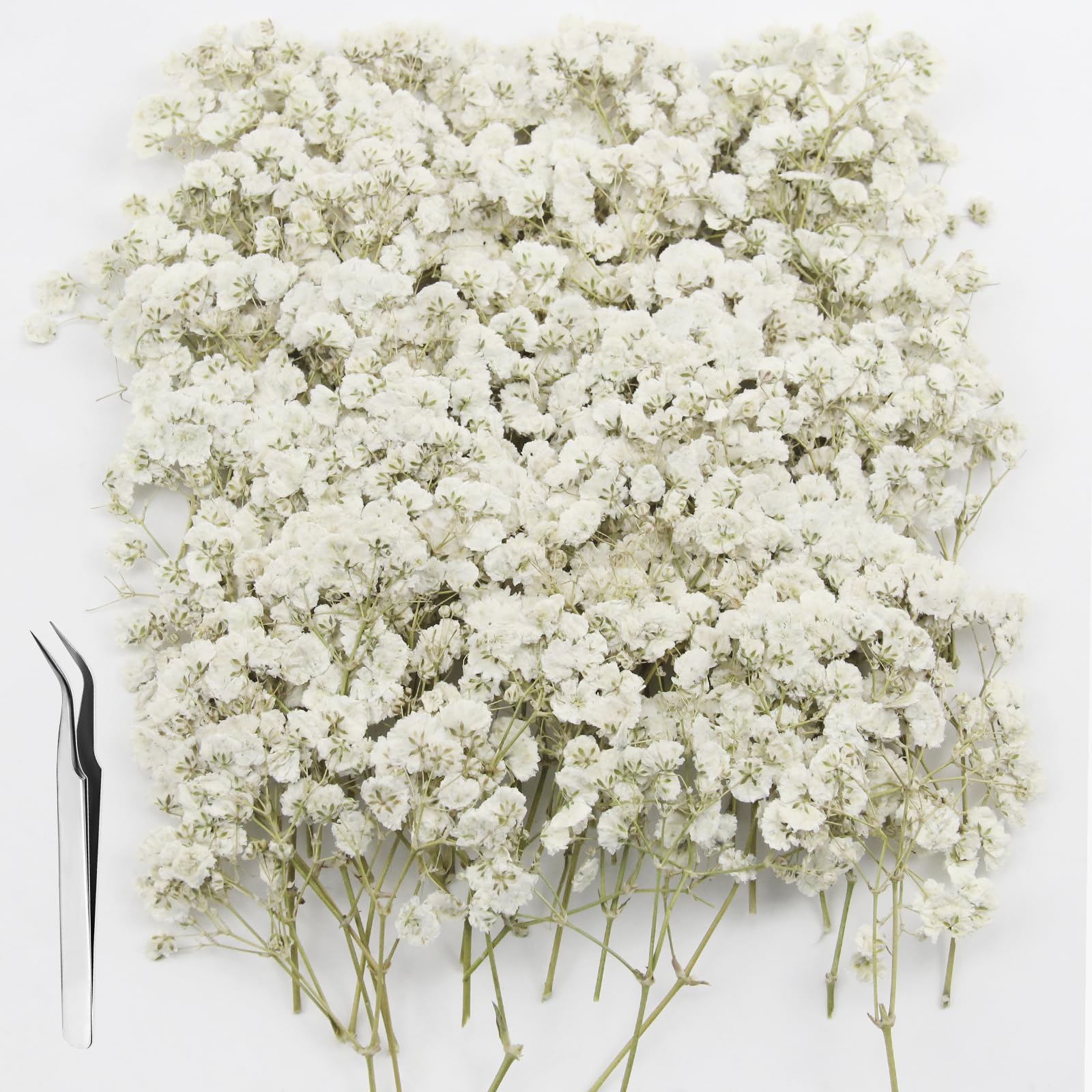 Gypsophila Essiccata Fiori Secchi Decorativi Bianca Naturali 120pcs do Artigianato Fai-da-te
