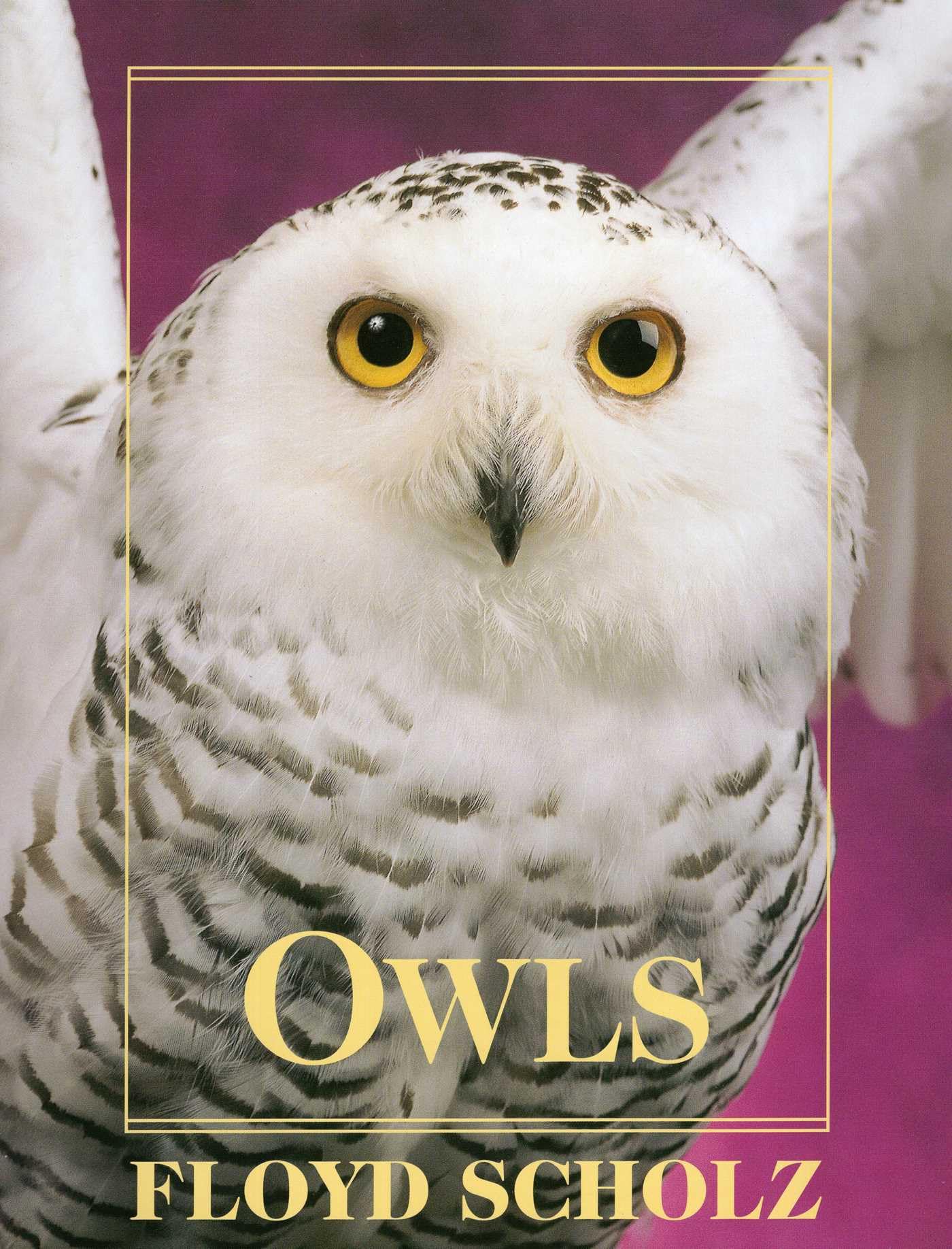 Owls rompre la monotonie murale et meuble vide deco maison moderne