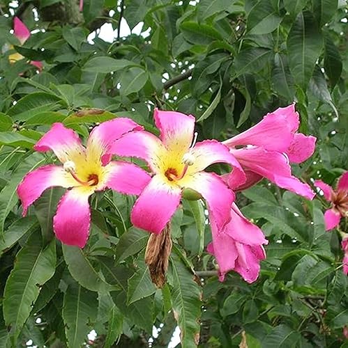 Miniatura 3 de CHUXAY GARDEN Chorisia Speciosa Semillas para plantar hilo de seda Árbol 10 semillas de acento vistoso planta floración Árbol caducifolio llamativa