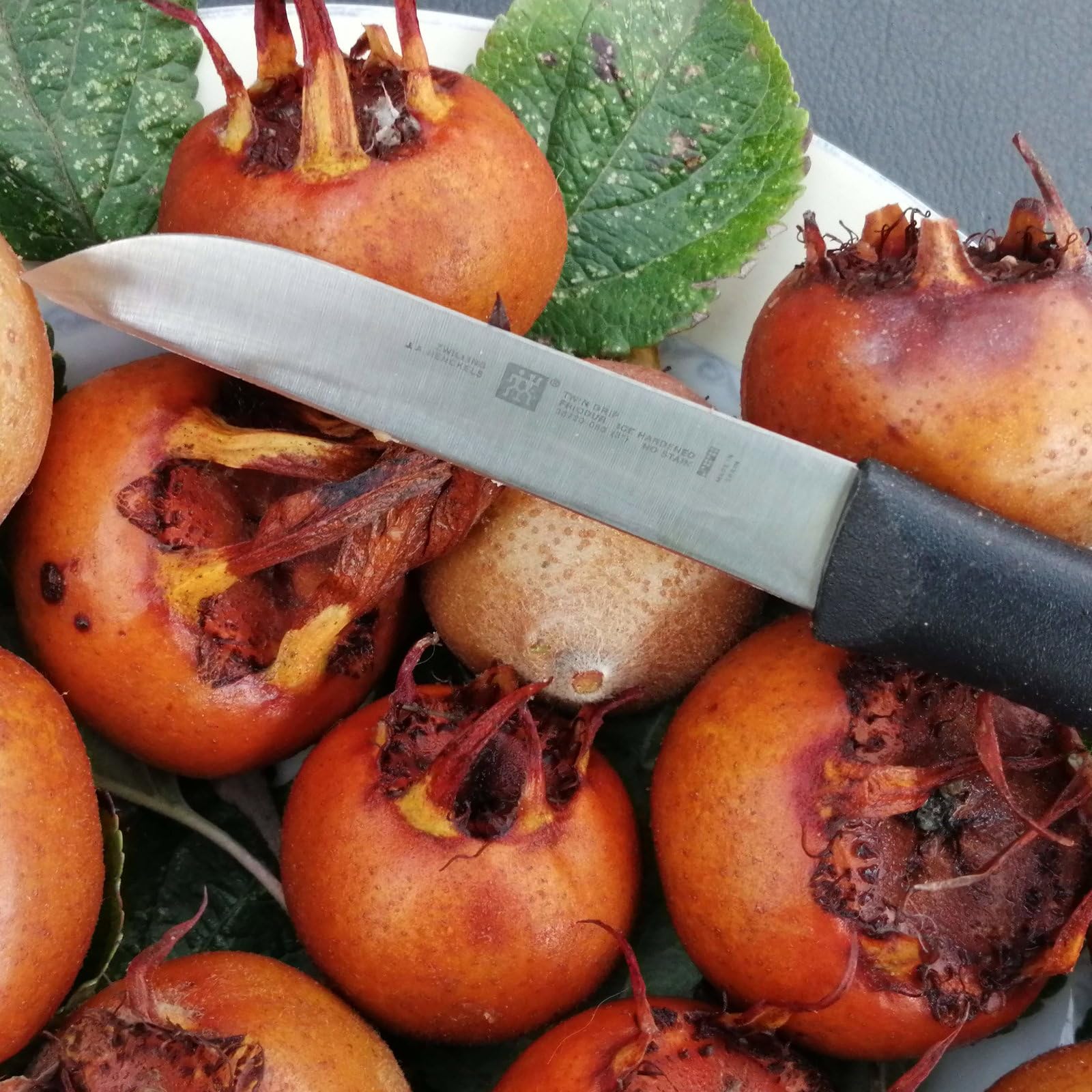 Plant World Seeds - Medlar Seeds (Fruit Seeds)
