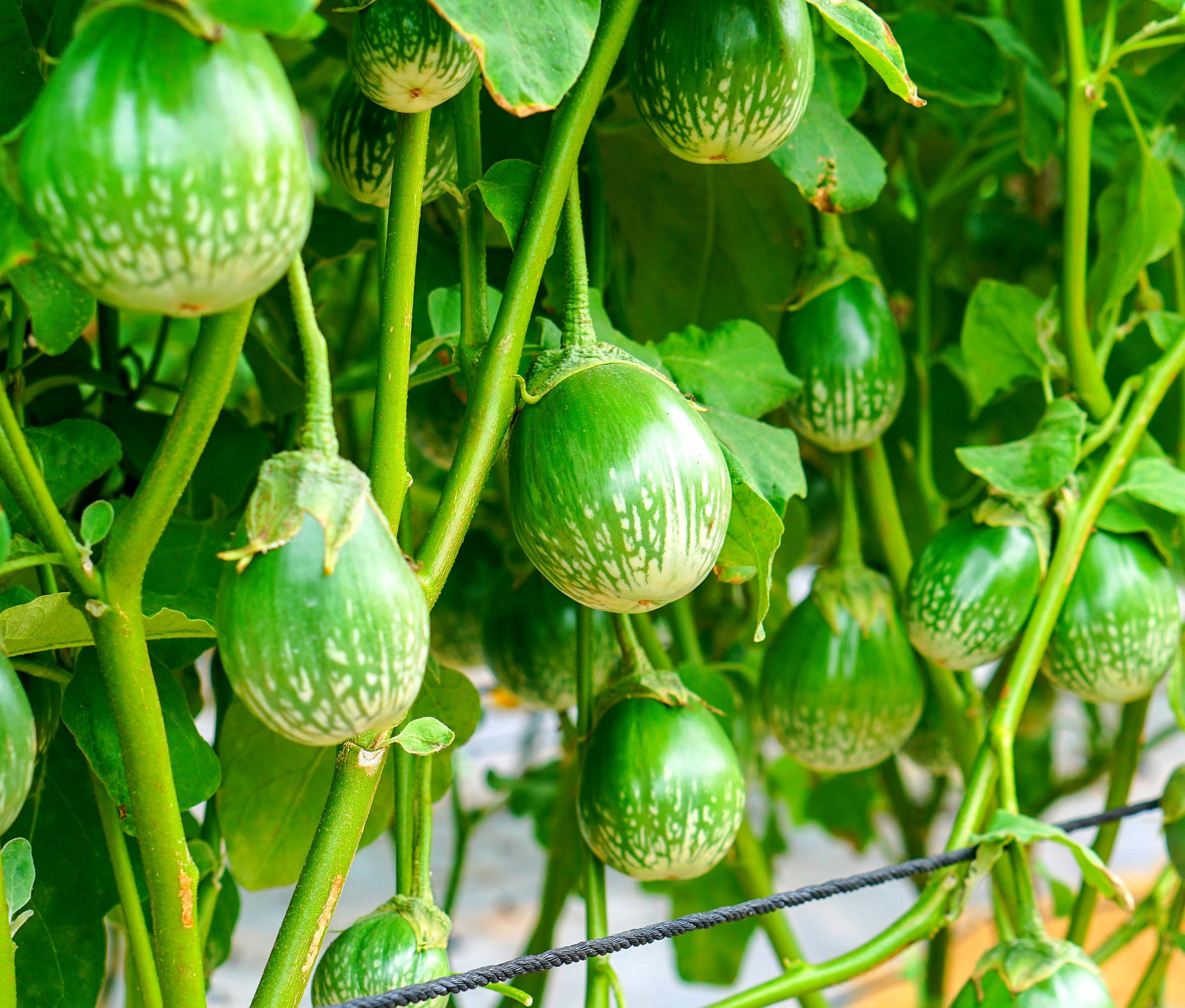 100+ Thai Eggplant Seeds for Planting