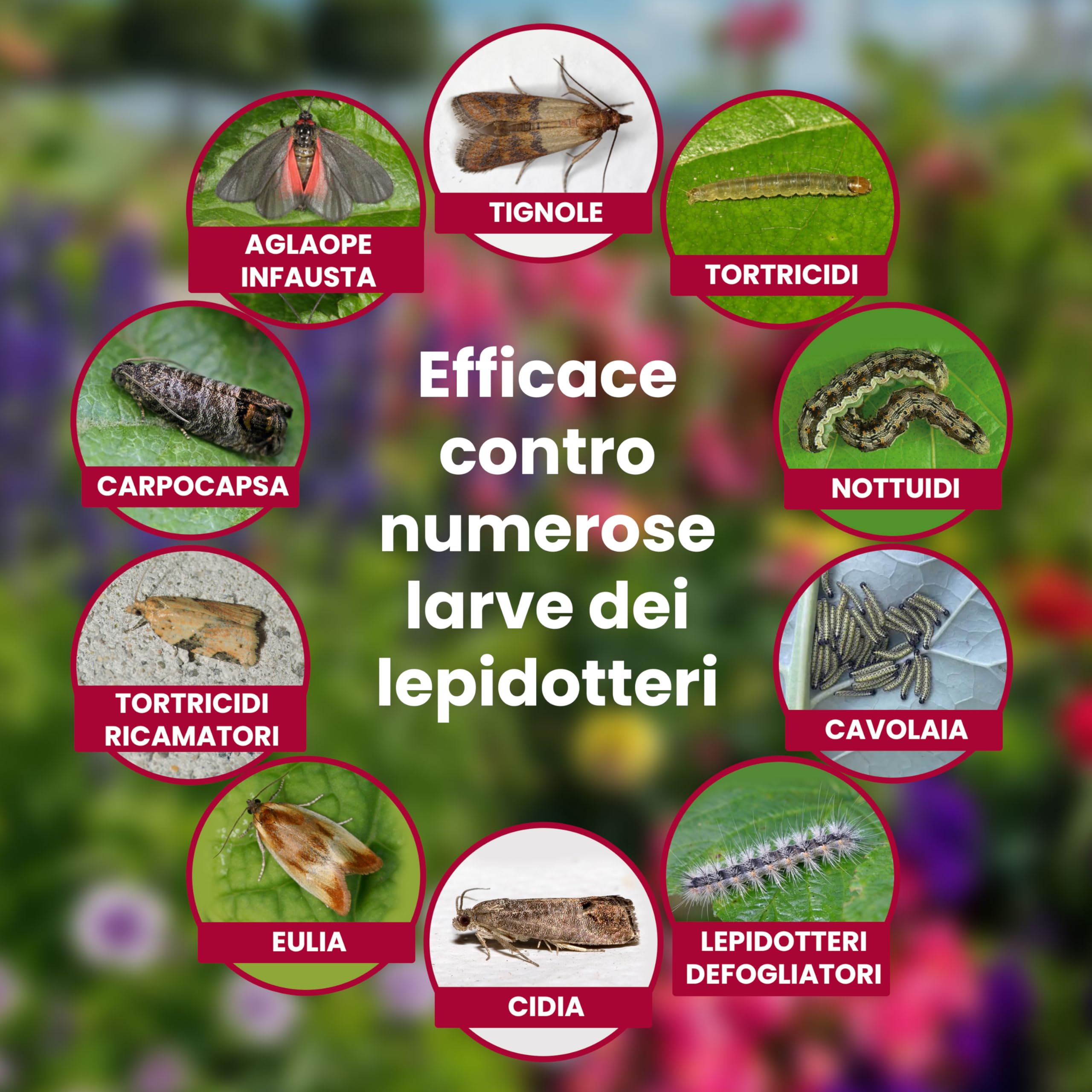 LERAVA Bacillus Thuringiensis Kurstaki 100 g Insetticida biologico larvicida per piante
