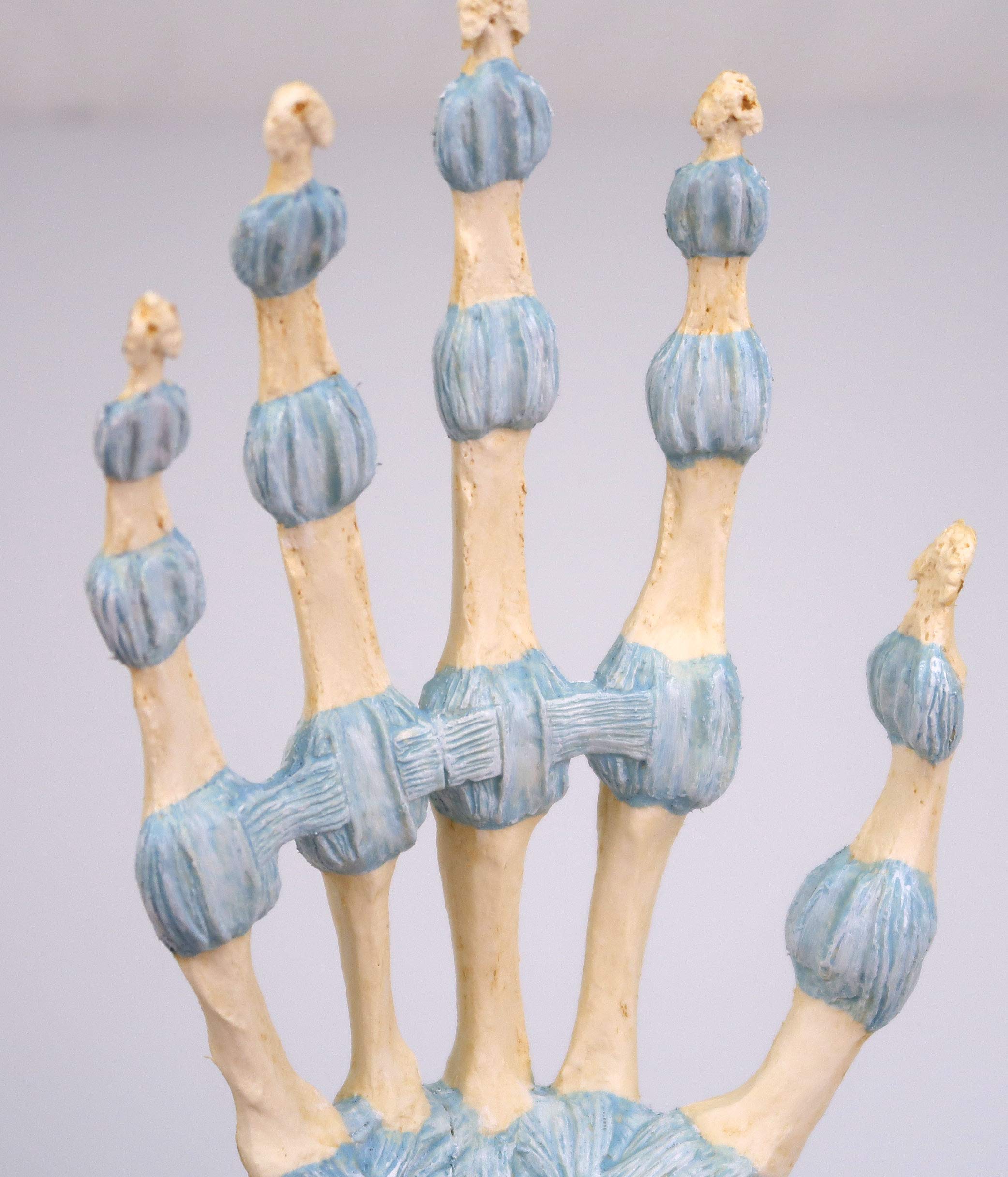 3B Scientific M33 Modelo de anatomía humana Modelo del Esqueleto de la Mano Con Ligamentos y Túnel Carpi + App de anatomía gratuita - 3B Smart Anatomy
