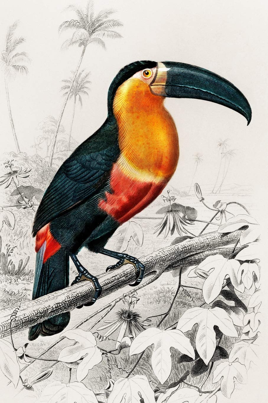 Tukan: Vogel Notizheft, Tagebuch, Notebook, Schreibheft etwa A5 (15,3 x 22,9 cm), liniert mit Tucan Motiv