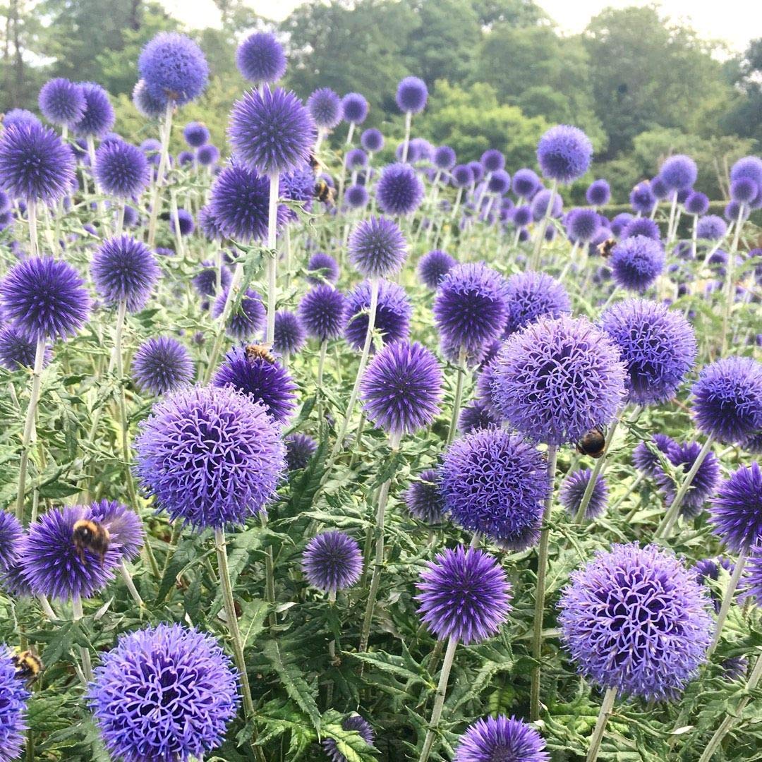 50 Echinops Ritro Seeds - Globethistle/Globe Thistle - Blue Heads - 50 Seeds