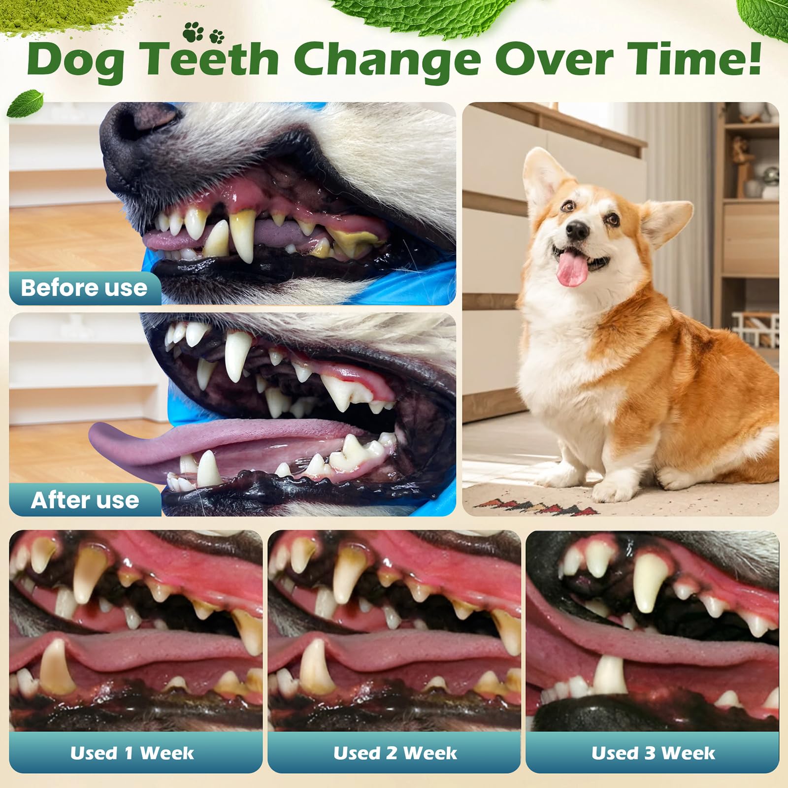 Dog Teeth Cleaning Powder, Dog Dental Powder and Cats Breath Freshener, Bad Breath & Tartar Remover for Dogs, Natural Herbal Blend of All Breeds, 200 Grams(90-Day Supply) - image 2