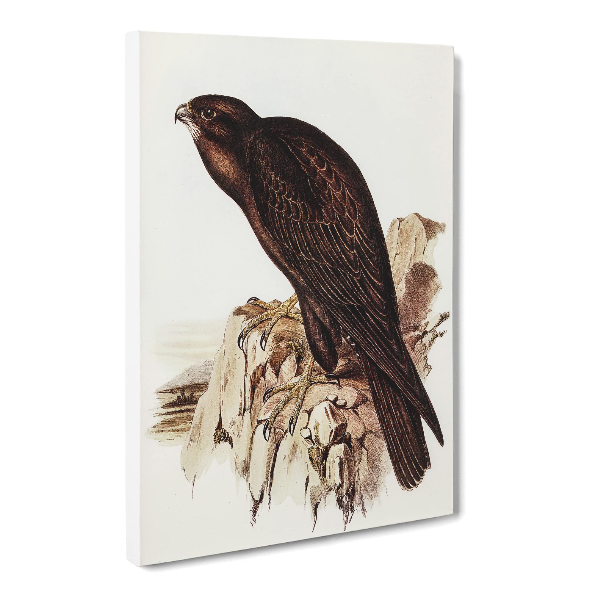 Black Falcon Bird By Elizabeth Gould Canvas Print, Mixed, 25L x 50W cm