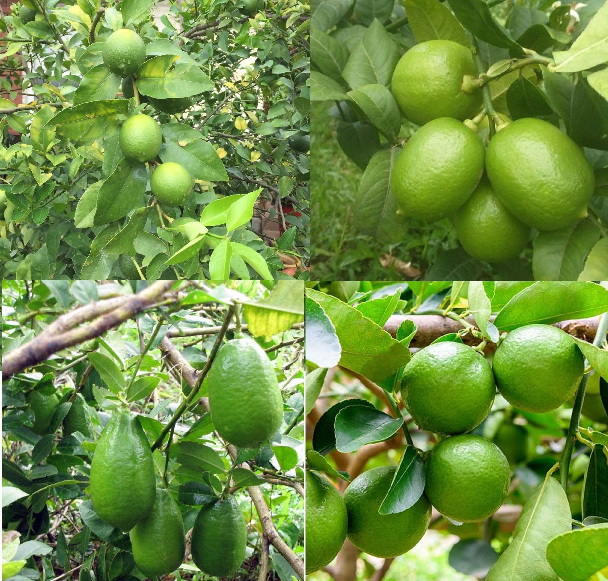 See full amazon price history chart for IXORA Combo Nimbu Kagzi, Thai Patti, Gandharaj & China 3 Seedless Lemon Variety Fruit (Air Layering/Grafted) Live Plants & Tree(1-2 Ft Size) (Pack of 4) IXORA Combo Nimbu Kagzi, Thai Patti, Gandharaj & China 3 Seedless Lemon Variety Fruit (Air Layering/Grafted) Live Plants & Tree(1-2 Ft Size) (Pack of 4) (B0BM828WVH) Amazon Price History, Amazon Price Tracker