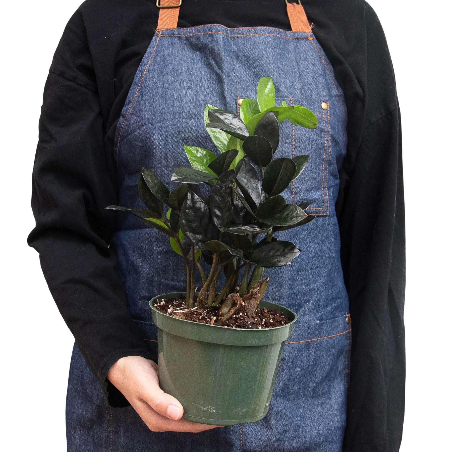 Amazon.com : ZZ Zamioculcas Black Raven Live Plant for Indoor | Different  Houseplants in 4'' & 6'' Pot | Real House Plant for Living Room, Office,  Desk & Bathroom | Dowon |