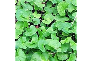 QAUZUY GARDEN 200 Premium Gotu Kola Seeds: Transform Your Lawn with Medicinal Herb