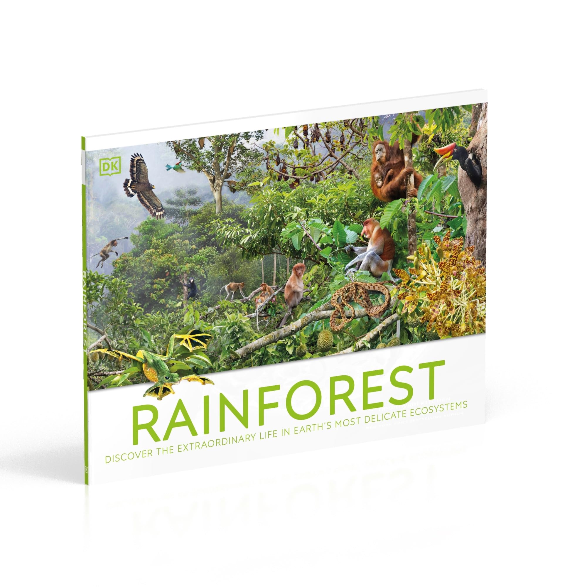 Rainforest: Discover the Extraordinary Life in Earth's Most Delicate Ecosystems (DK Panorama)
