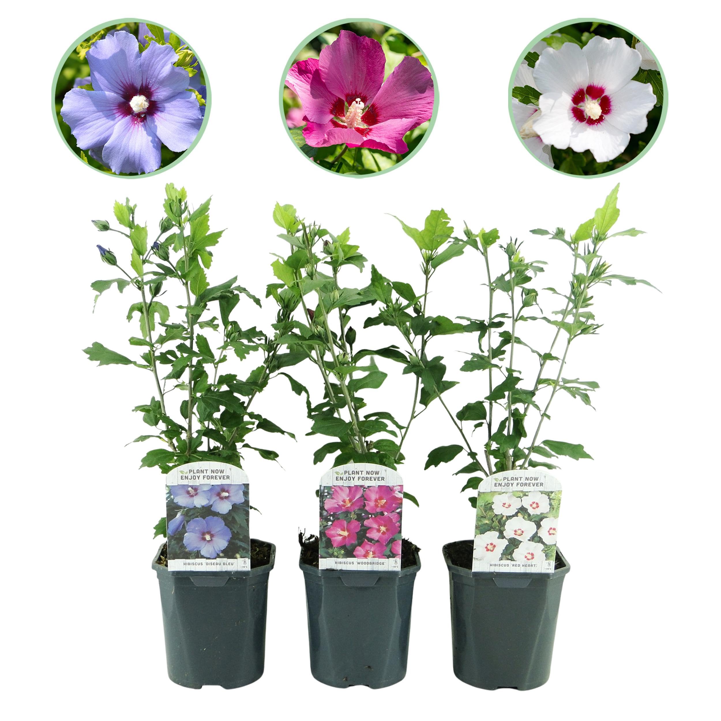 Hibiscus syriacus Tricolour - 3 plantes en Bleu, Rose ou Blanc - Décidu - Peu d'entretien - 35-45cm - Ø18cm - Plante de jardin