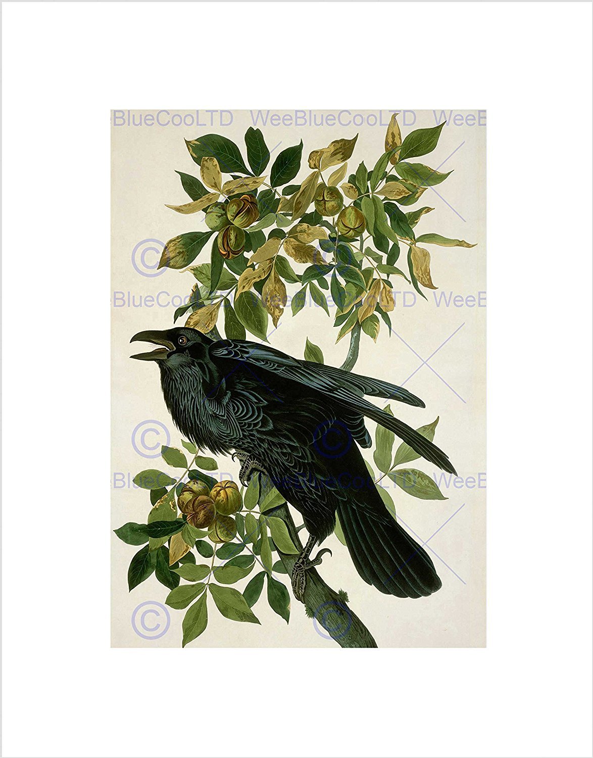 Wee Blue Coo Audubon American Raven Picture Wall Art Print