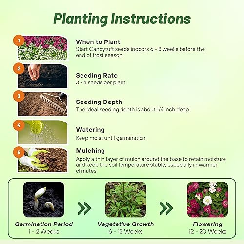 Miniatura 4 de Outsidepride Anual Iberis Umbellata Fire Ice Candytuft Ground Cover Plant Seeds - 250 Semillas