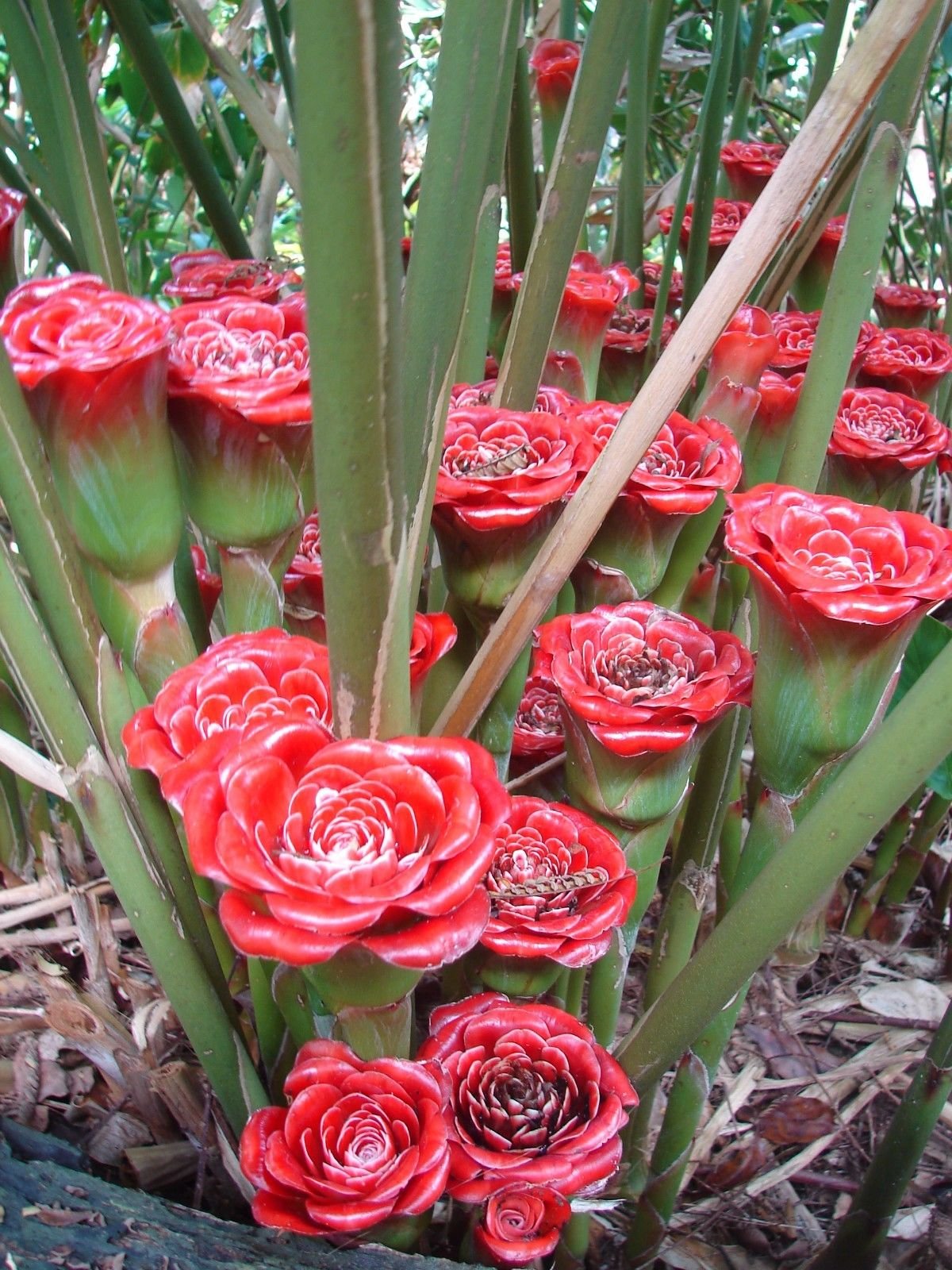 SRUSHTI TRADERS Etlingera Corneri Collectors Torch Ginger Bulb Siam Rose (B07Z4LMD2J) Amazon Price History, Amazon Price Tracker