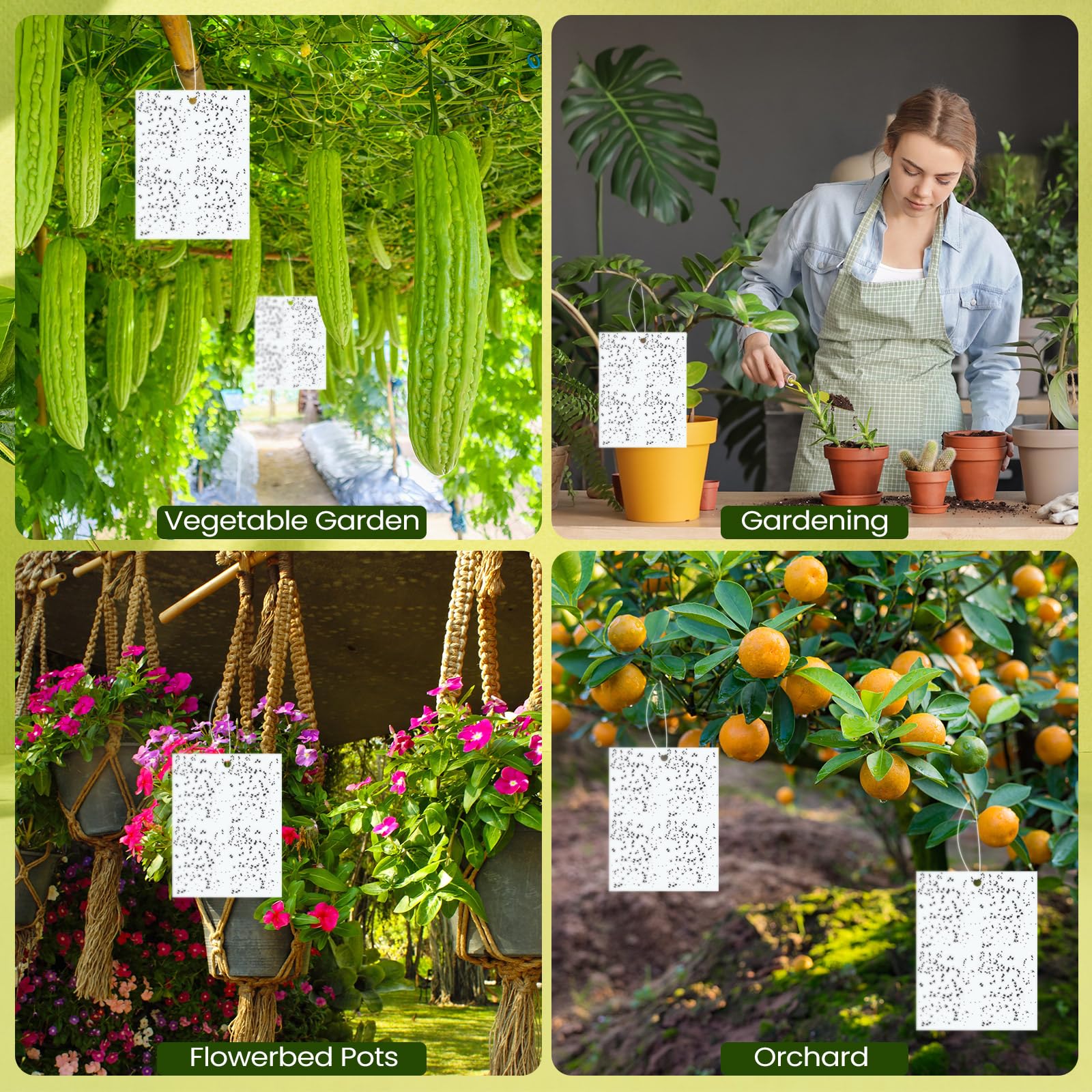 Qualirey 100 trappole adesive per piante, 15,2 x 20,3 cm, biadesivo, per moscerini, con legami intrecciati, trappole per mosche, per frutta, insetti, funghi, insetti per interni ed esterni (bianco)