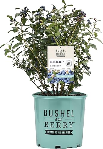 Bushel & Berry - Vaccinium x Perpetua (Arándano) Arbusto comestible, doble fructificación, #2 - Contenedor de tamaño