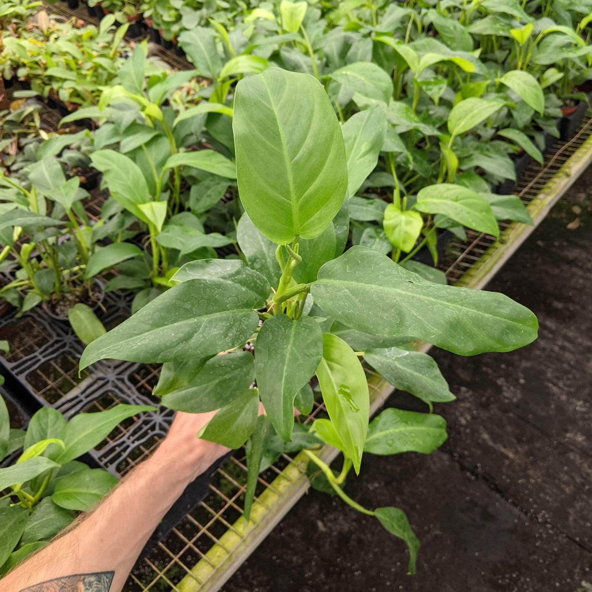 Amazon.com: Philodendron Eva - Planta viva en una maceta de cultivo de 4  pulgadas - Philodendron 'Eva' - Planta de interior purificadora de aire de  interior de calidad florista de Florida (1