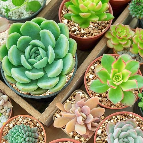 Miniatura 4 de Halatool Vermiculita profesional de 4 cuartos de galón de horticultura Vermiculita de grado grueso adictivo para plantas Jardinería Setas Semilla de