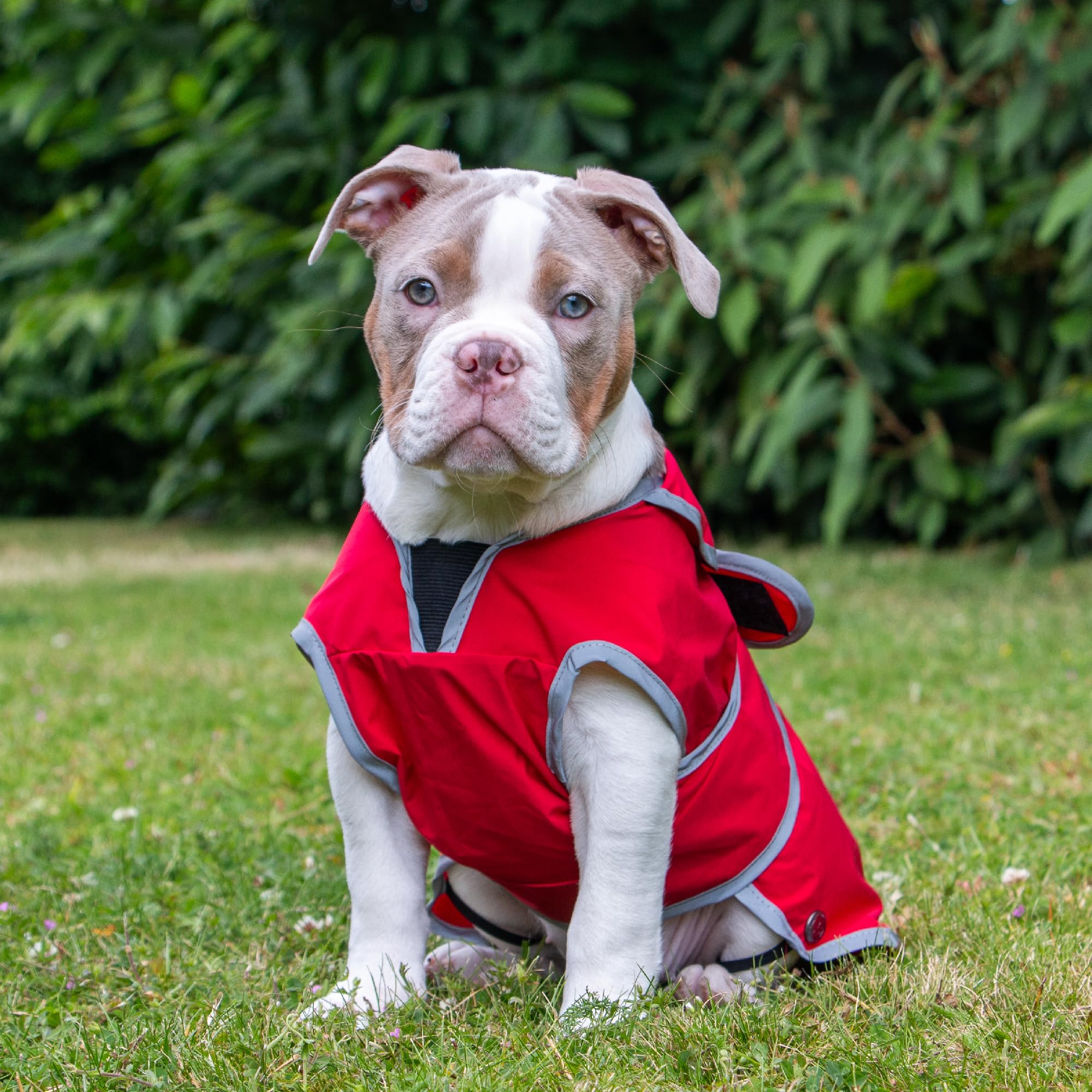 Ancol Stormguard Soft Shell Dog Coat in Bordeaux, Waterproof Pet Rain Jacket with Zipped Harness Hole - Image 3