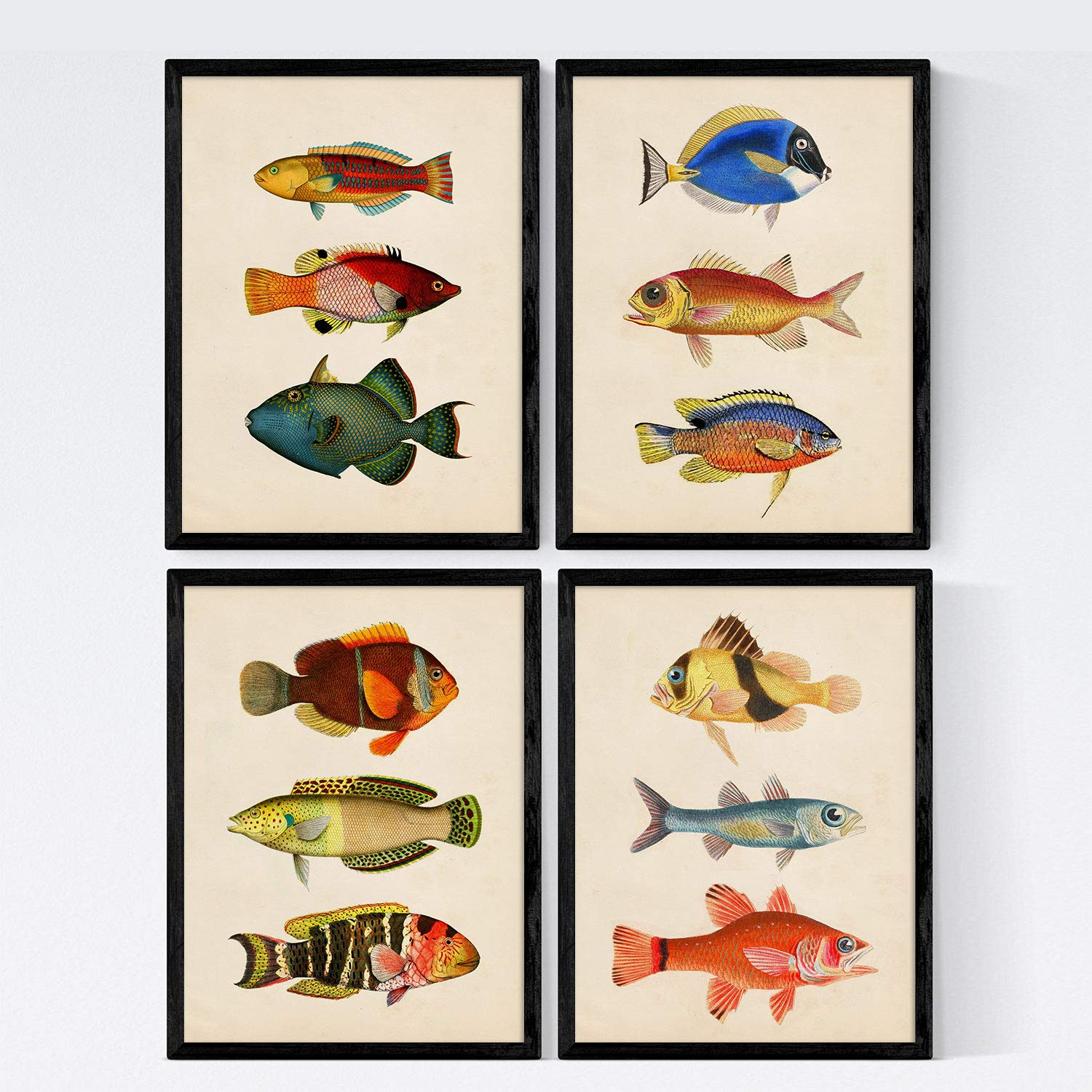 Nacnic One Set 4 Sheets Of Fish Vintage Colorful Effect. Bahamas. Composition Of 12 Different Fish In A3 Size, Background Old Paper Vintage Poster Paper 250 Gr High Qualit