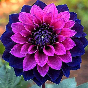 Dahlia Bulbs for Planting,Flowering Rhizome,Excellent Display Indoor Perennial Balcony Garden Bulbs,Dahlia Tubers UK,Dahlia Bulbs Mix-2bulbs-I