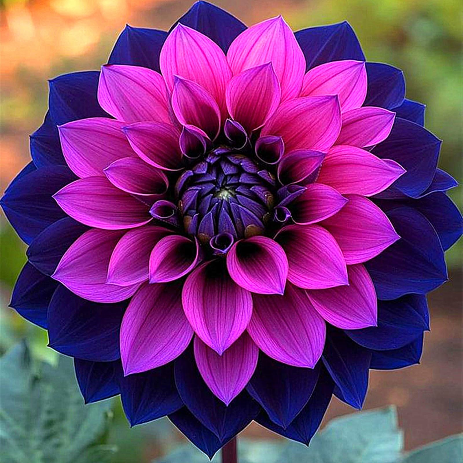 Dahlia Bulbs for Planting,Flowering Rhizome,Excellent Display Indoor Perennial Balcony Garden Bulbs,Dahlia Tubers UK,Dahlia Bulbs Mix-10bulbs-I