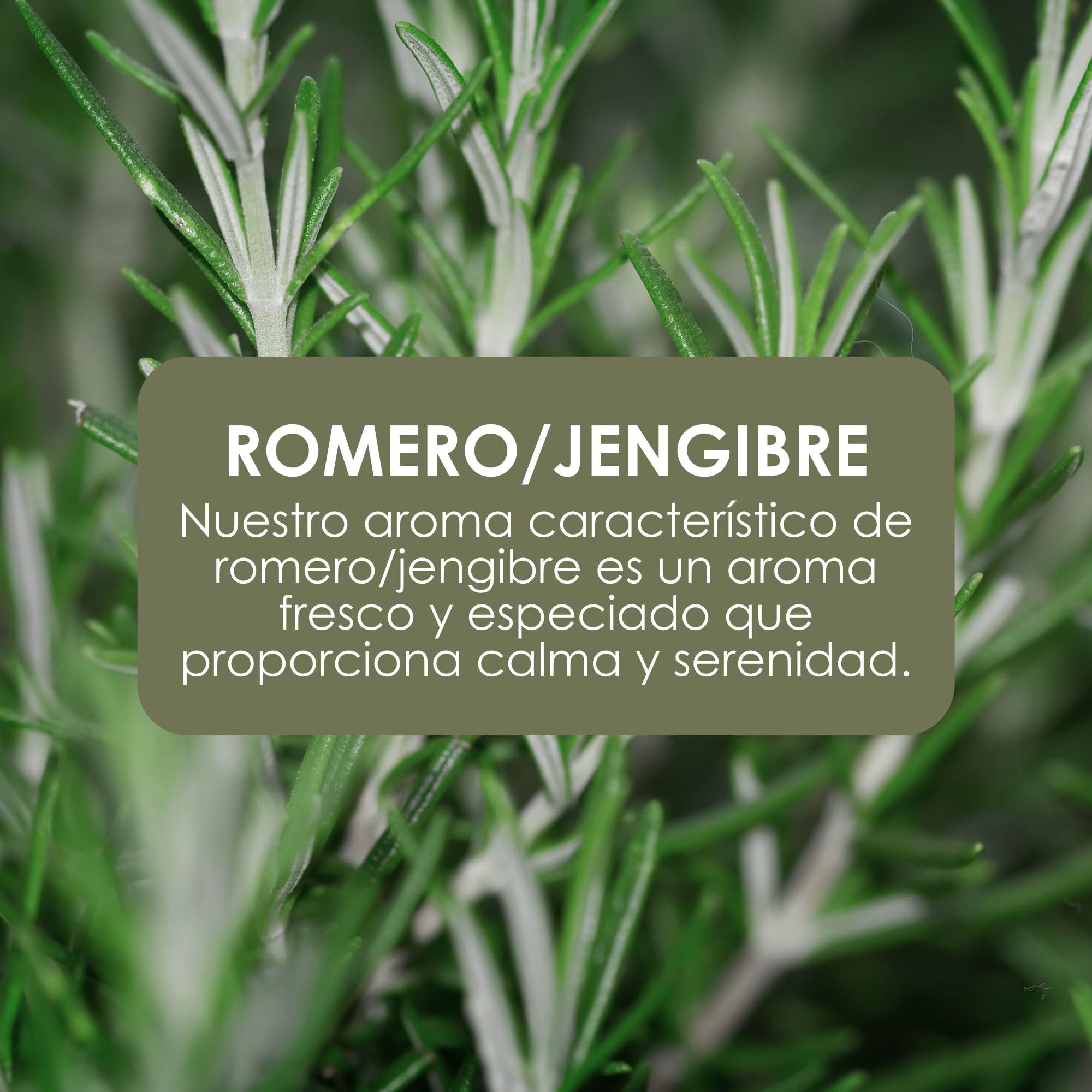 Jean & Len Hand & Body Wash Rosemary & Ginger 5 L