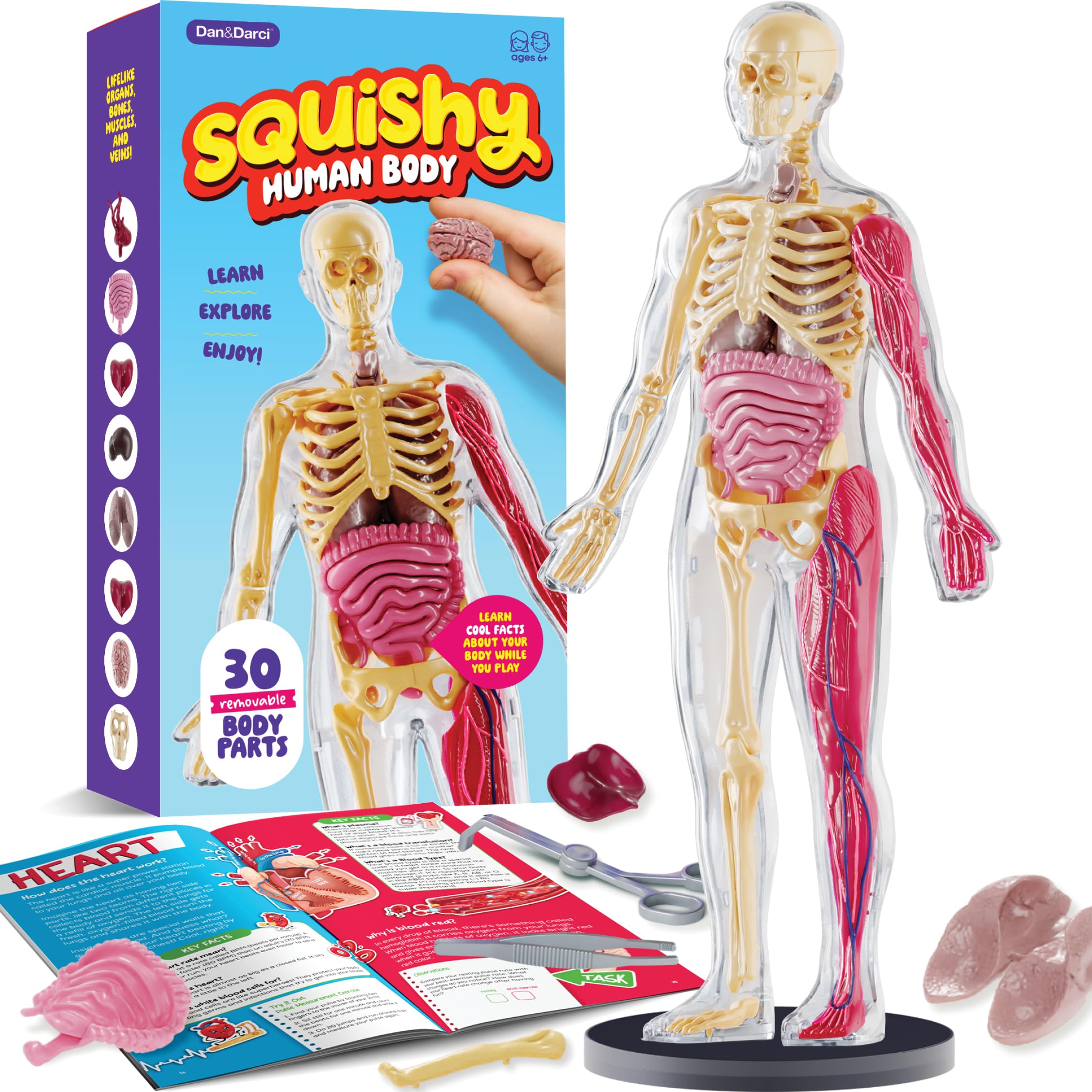 Dan&Darci Human Anatomy Squishy Body Model - Science Kits for Kids Ages 4-8 - STEM Toys for 4 5 6 7 8 Year Old Boy Birthday Gift - Learning