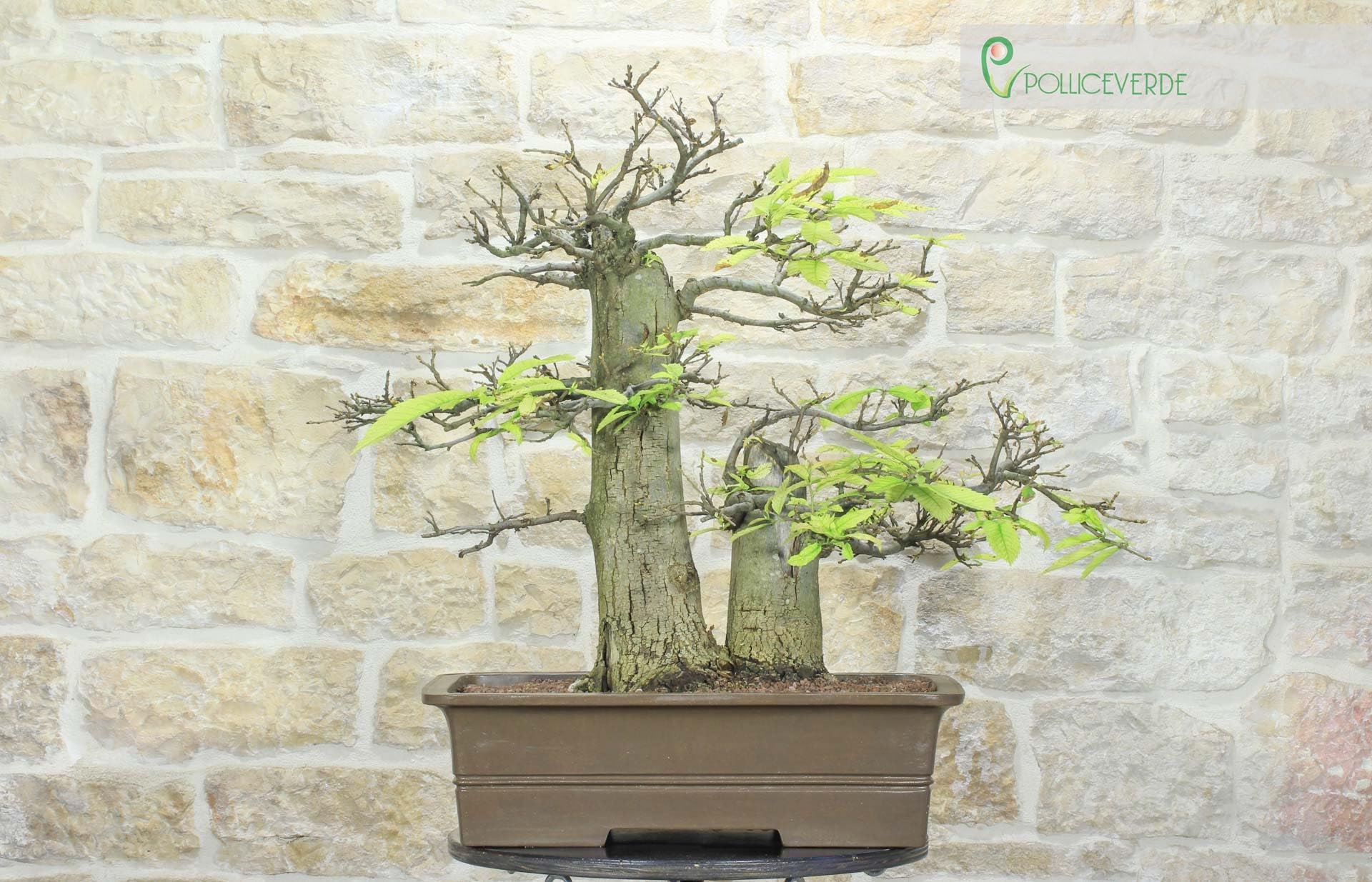 Bonsái Yamadori de castaño (3)