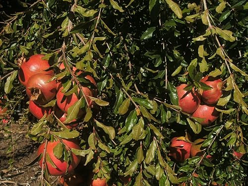 2 paquetes de semillas maravillosas de granada Punica granatum por paquete