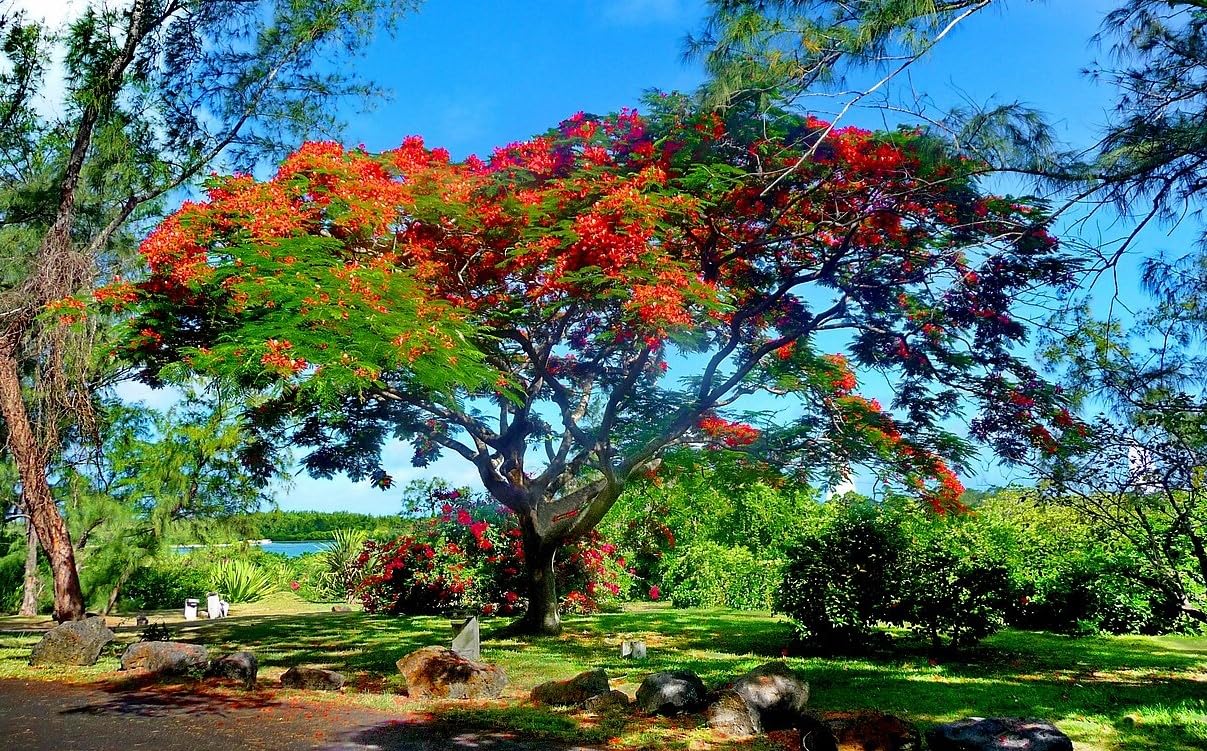 20 Semillas de Flamboyán Rojo - (Delonix Regia)